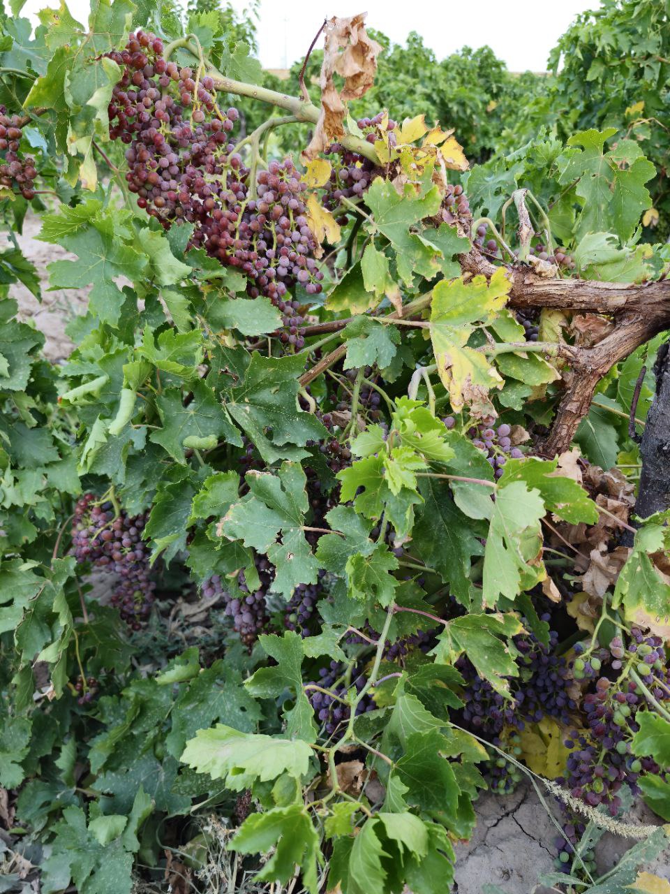 امسال برق چاه موتورها بیش از 6 ساعت در هر روز قطع می شود