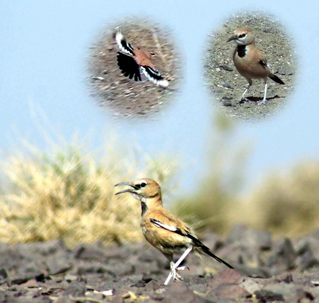 تنوع گونهای ترشیز را دریابیم.