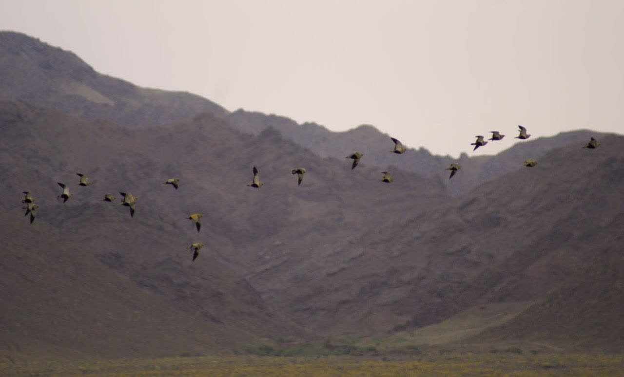 سینه سوخته ی کویر